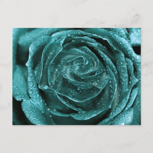 Fantastisch Blauwgroen Roos Briefkaart (Voorkant)