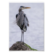 Fantastische blauwe foto van Heron