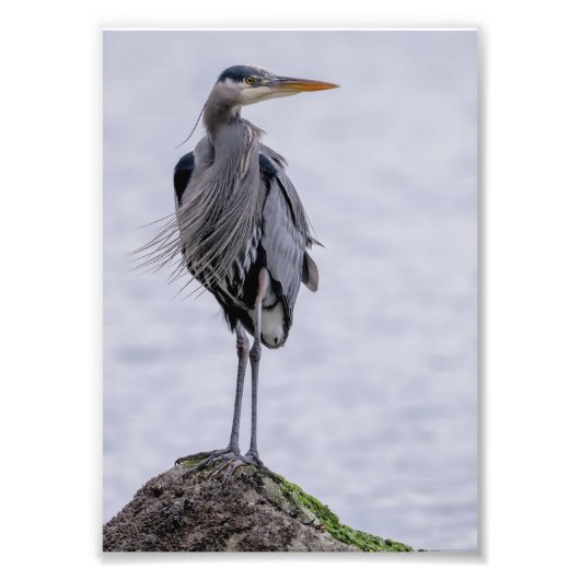 Fantastische blauwe foto van Heron Foto Afdruk (Voorkant)