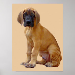 Fantastische Dane King of Dogs Print