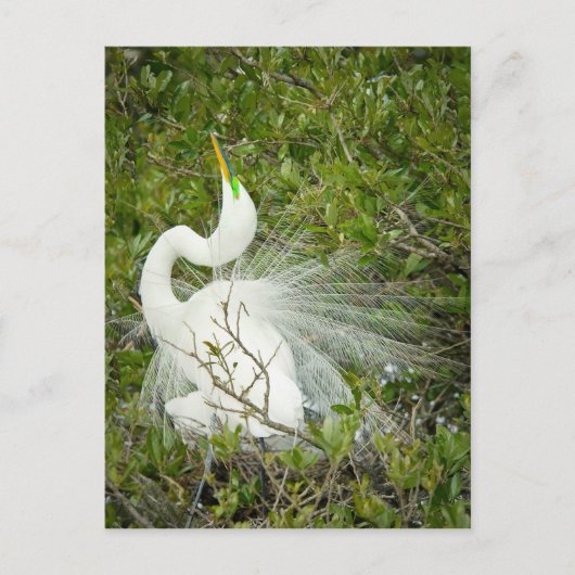 Fantastische foto van witte heron briefkaart (Voorkant)
