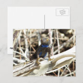 Fantastische hek bij Joshua-boom Briefkaart (Voorkant / Achterkant)