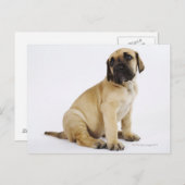 Fantastische krantenpup in Studio Briefkaart (Voorkant / Achterkant)