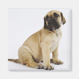 Fantastische krantenpup in Studio Magneet