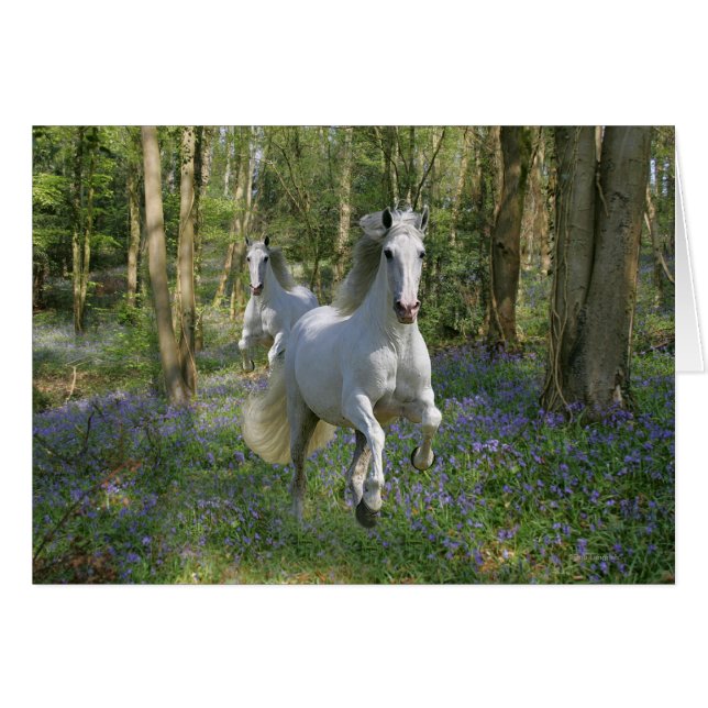Fantastische paarden: Bluebell Wood (Voorkant Horizontaal)