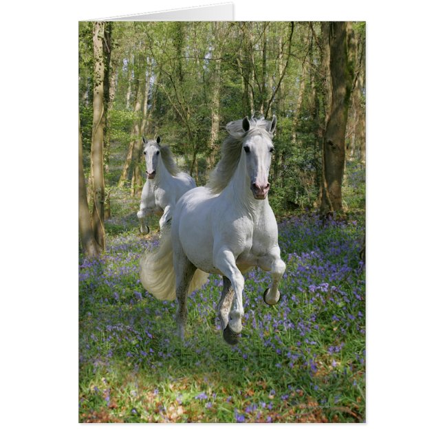 Fantastische paarden: Bluebell Wood (Voorkant)