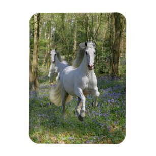 Fantastische paarden: Bluebell Wood Magneet