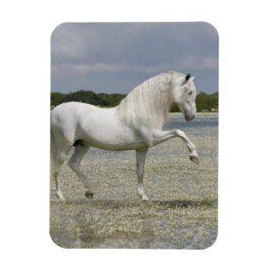 Fantastische paarden: Heer van het meer Magneet