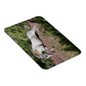 Fantastische paarden: lentekallop magneet (Rechterzijde)