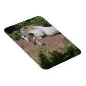 Fantastische paarden: lentekallop magneet (Rechterzijde)