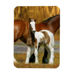 Fantastische paarden: Mare & Foal Magneet