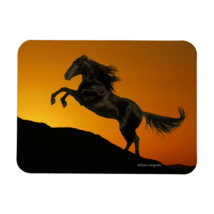 Fantastische paarden: Mountain Sunset Magneet