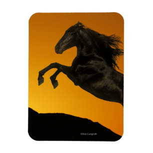 Fantastische paarden: Mountain Sunset Magneet