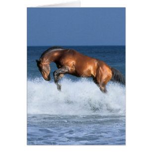 Fantastische paarden: Selle Francais & Zee