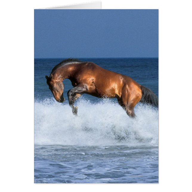 Fantastische paarden: Selle Francais & Zee (Voorkant)