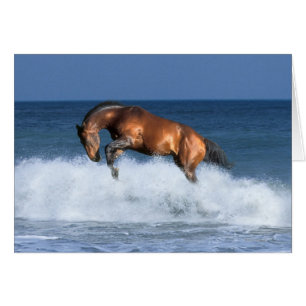 Fantastische paarden: Selle Francais & Zee