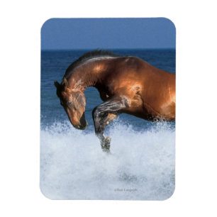 Fantastische paarden: Selle Francais & Zee Magneet
