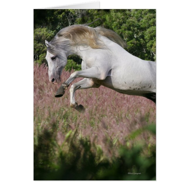 Fantastische paarden: Spring Gallop (Voorkant)