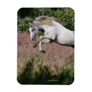 Fantastische paarden: Spring Gallop Magneet