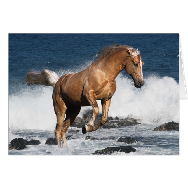 Fantastische paarden: Summer Splash (Voorkant Horizontaal)