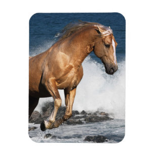 Fantastische paarden: Summer Splash Magneet
