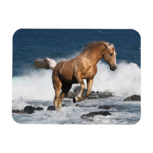 Fantastische paarden: Summer Splash Magneet