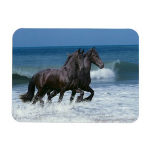 Fantastische paarden: Vrienden en Zee Magneet