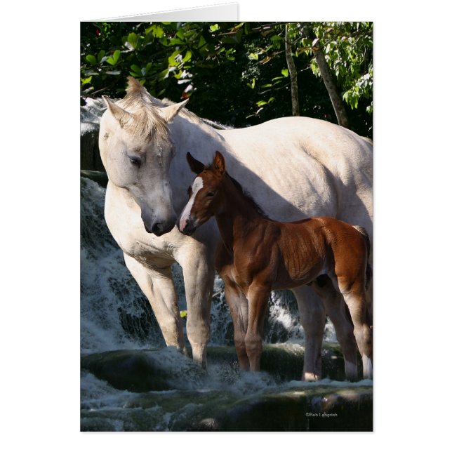 Fantastische paarden: Waterval (Voorkant)