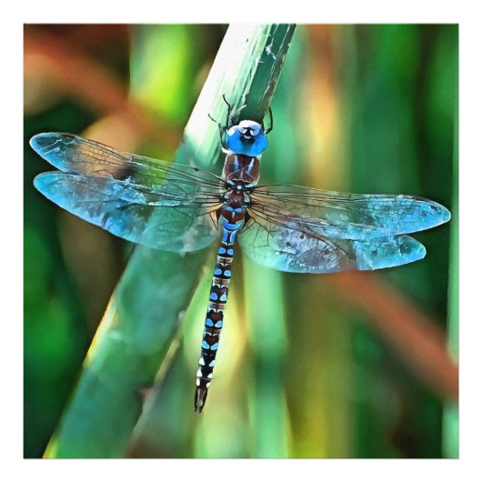 Fantasy Dragonfly in Turquoise en Black Foto Afdruk (Voorkant)