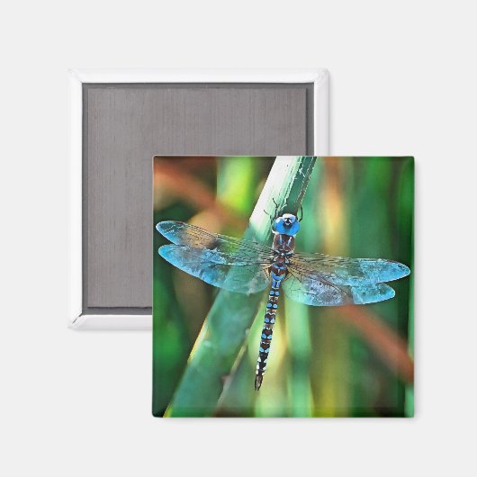 Fantasy Dragonfly in Turquoise en Black Magneet (Voorkant / Achterkant)