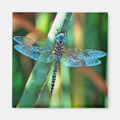 Fantasy Dragonfly in Turquoise en Black Magneet (Voorkant)