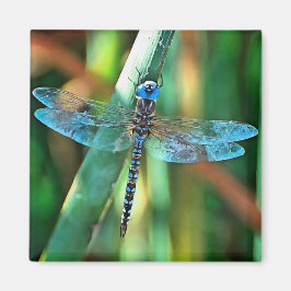 Fantasy Dragonfly in Turquoise en Black Magneet