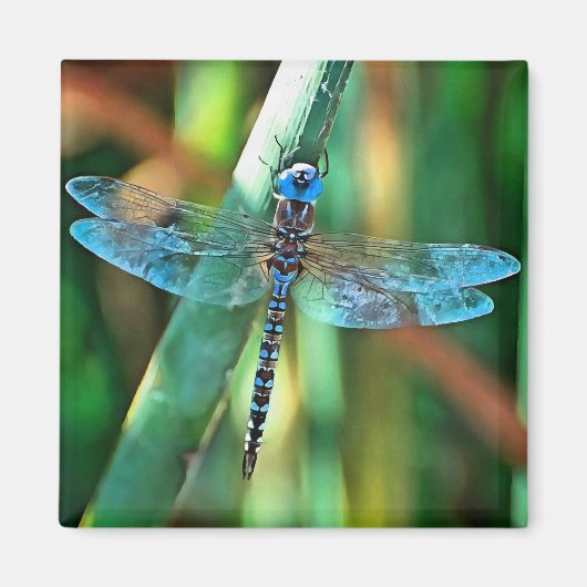 Fantasy Dragonfly in Turquoise en Black Magneet (Voorkant)