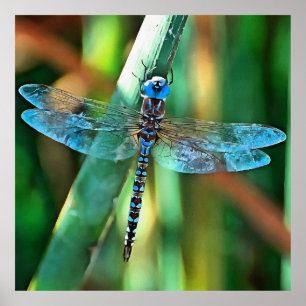 Fantasy Dragonfly in Turquoise en Black Poster