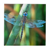 Fantasy Dragonfly in Turquoise en Black Tegeltje (Voorkant)