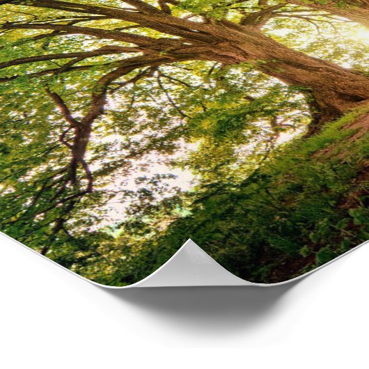Fantasy Forest Poster (Hoek)