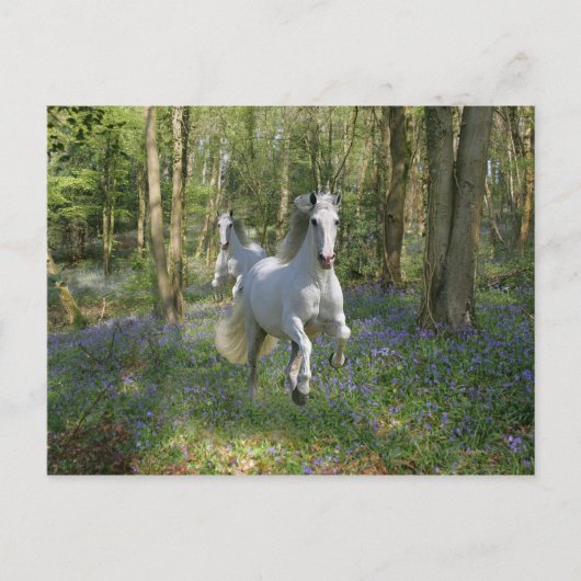 Fantasy Horses: Bluebell Wood Briefkaart (Voorkant)
