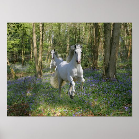 Fantasy Horses: Bluebell Wood Poster (Voorkant)
