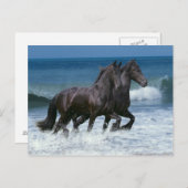 Fantasy Horses: Friesians & Zee Briefkaart (Voorkant / Achterkant)