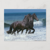 Fantasy Horses: Friesians & Zee Briefkaart (Voorkant)