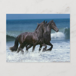 Fantasy Horses: Friesians & Zee Briefkaart