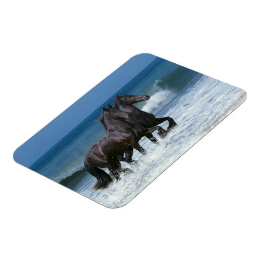 Fantasy Horses: Friesians & Zee Magneet (Linkerzijde)