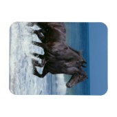 Fantasy Horses: Friesians & Zee Magneet (Horizontaal)