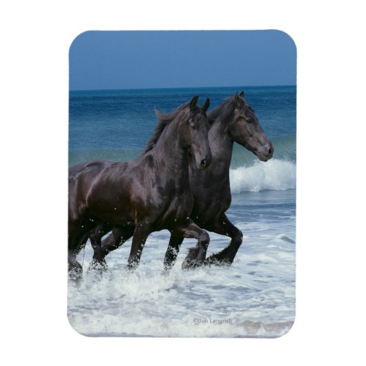 Fantasy Horses: Friesians & Zee Magneet (Verticaal)