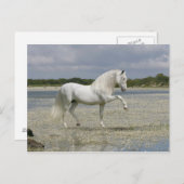 Fantasy Horses: Heer van het meer Briefkaart (Voorkant / Achterkant)