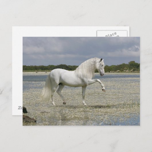 Fantasy Horses: Heer van het meer Briefkaart (Voorkant / Achterkant)