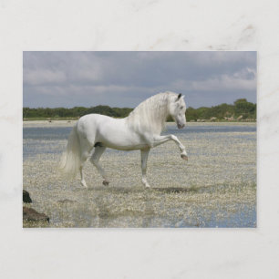 Fantasy Horses: Heer van het meer Briefkaart