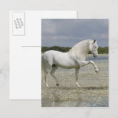Fantasy Horses: Heer van het meer Briefkaart (Voorkant / Achterkant)