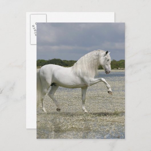 Fantasy Horses: Heer van het meer Briefkaart (Voorkant / Achterkant)