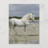 Fantasy Horses: Heer van het meer Briefkaart (Voorkant)